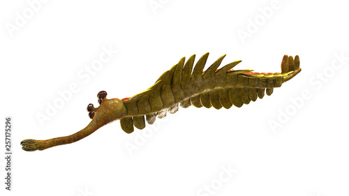 Opabinia regalis, prehistoric marine animal from the Cambrian Period isolated on white background (3d science illustration) photo