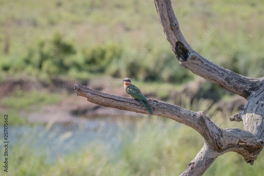 White-fronted bee-eater on a branch.