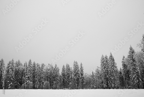 winter landscape with trees and snow