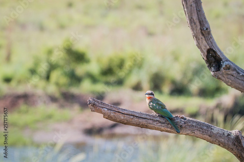 White-fronted bee-eater on a branch.