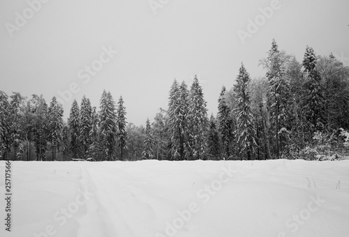 winter landscape with trees and road in winter