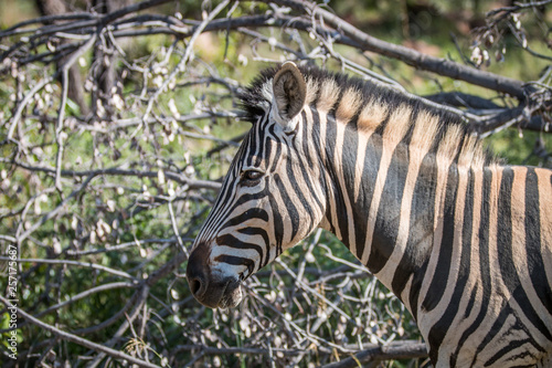 Side profile of a Zebra in Welgevonden.