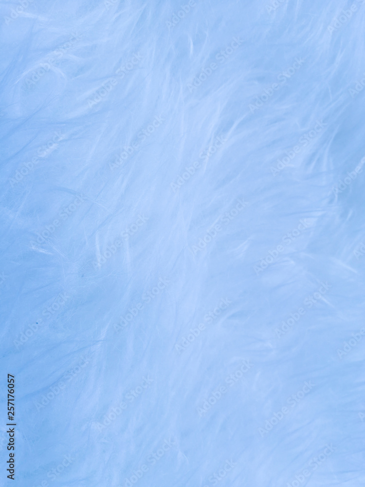 Obraz premium Wool feather background, texture and wallpaper