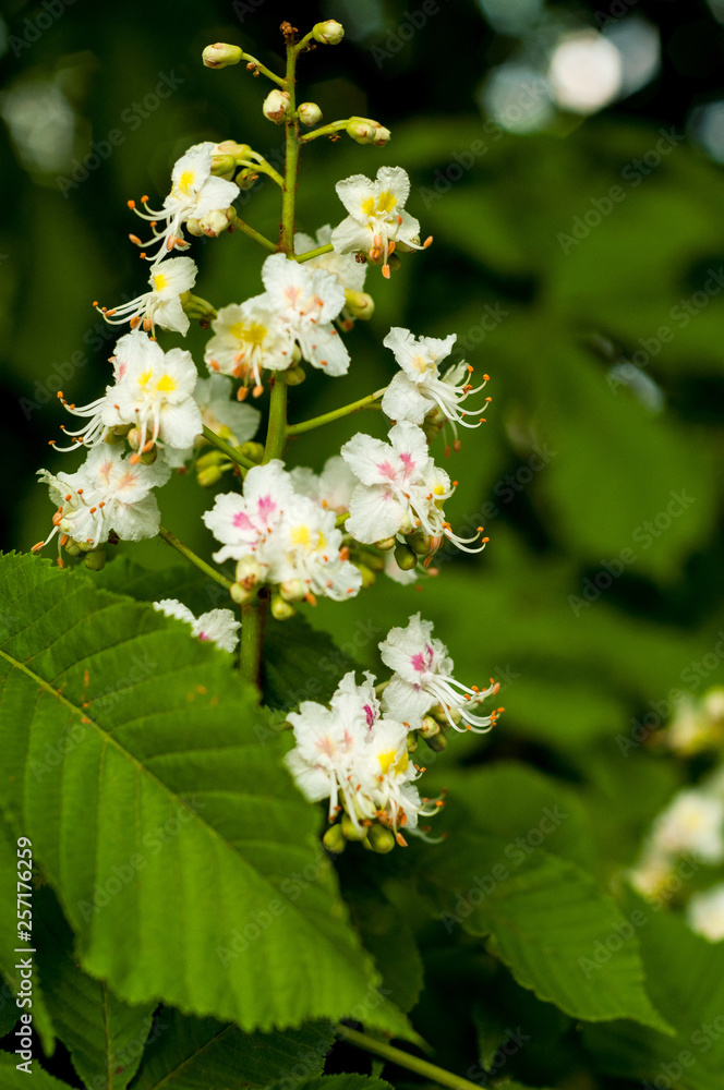 close-up of a bunch of white with yellow and pink color, horse chestnut flowers on the background of green leaves close-up of a bunch of white with yellow and pink color, horse chestnut flowers on the background of green leaves