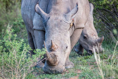 Close up of a White rhino in the grass. © simoneemanphoto
