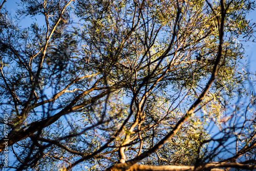 tree branches at sunset