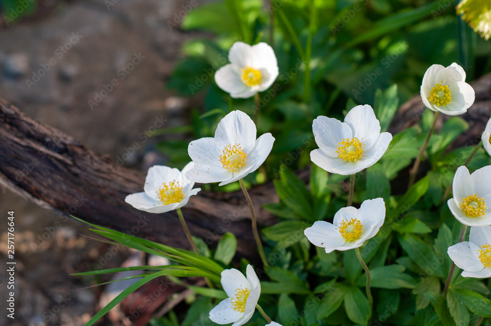 many colors japanese anemone with white petals and yellow pistils close-up on flowerbed many colors japanese anemone with white petals and yellow pistils close-up on flowerbed