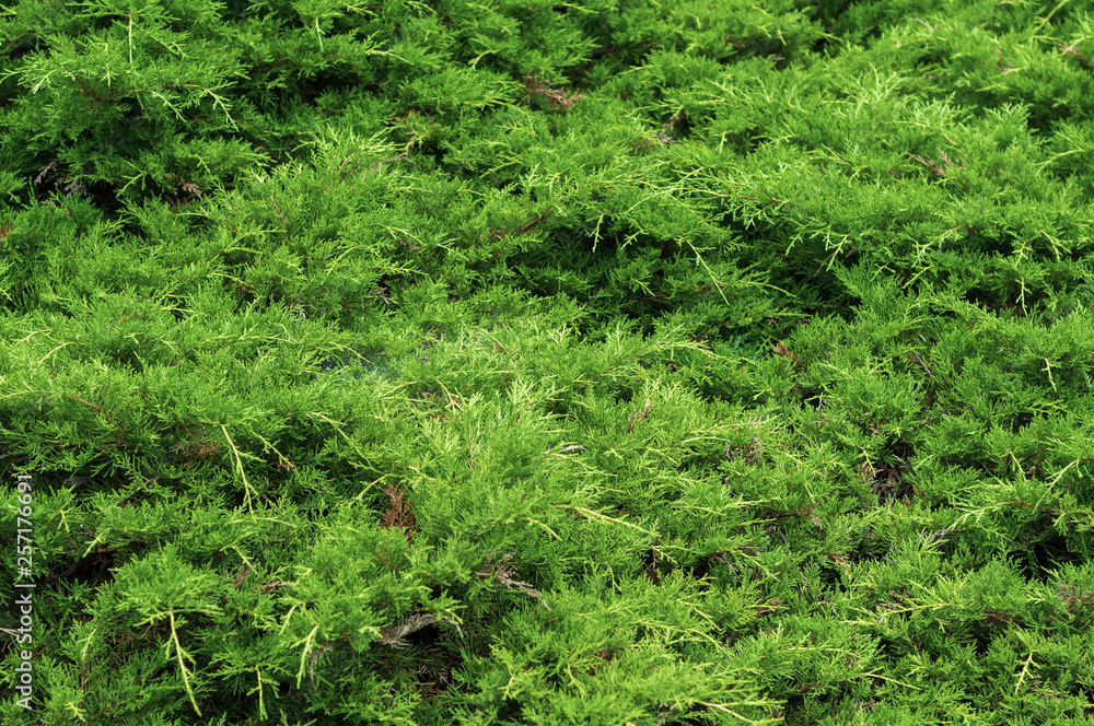 horizontal background of thin young green thuja twigs close-up horizontal background of thin young green thuja twigs close-up