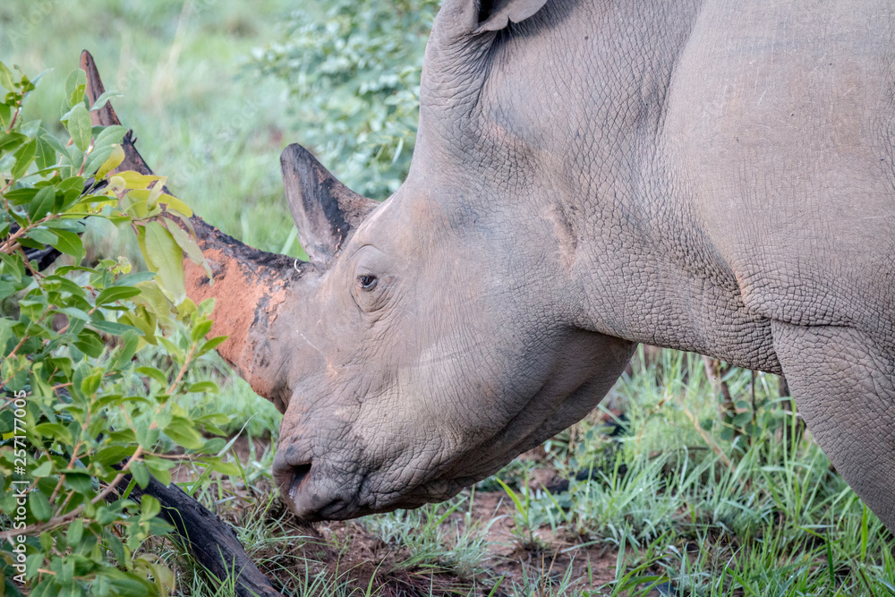 Side profile of a big White rhino male. Side profile of a big White rhino male.