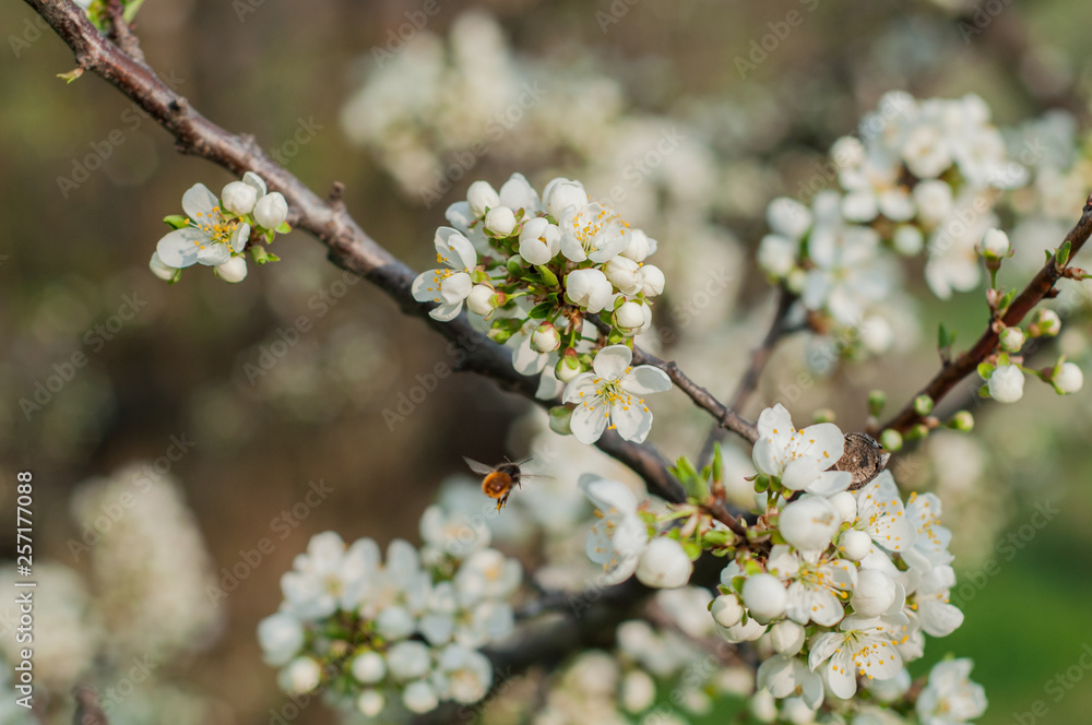 Flowering branch of apple tree on a background of grass and foliage close up Flowering branch of apple tree on a background of grass and foliage close up