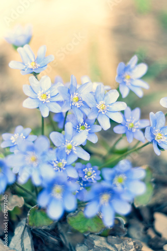 Background of field bright and beautiful blue flowers