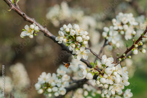 Flowering branch of apple tree on a background of grass and foliage close up
