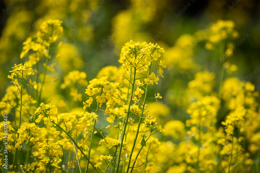Rape flowers close-up in spring in LongQuanYi mountains, Chengdu, China Rape flowers close-up in spring in LongQuanYi mountains, Chengdu, China