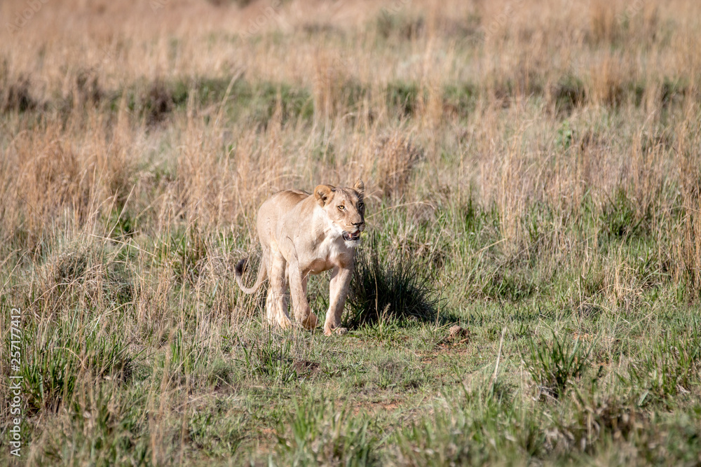 Lion walking towards the camera. Lion walking towards the camera.