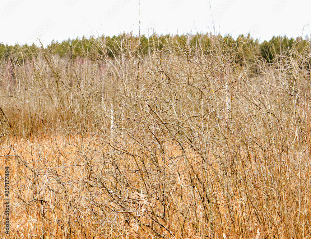 Fototapeta premium заросли камышей и кустов вербы