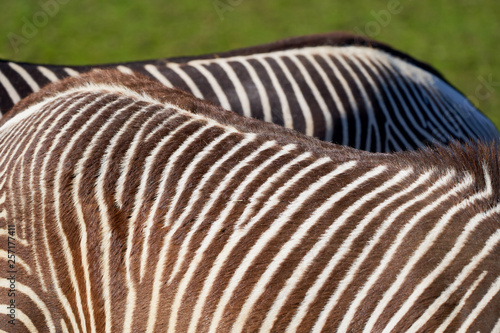 Two zebras lanes