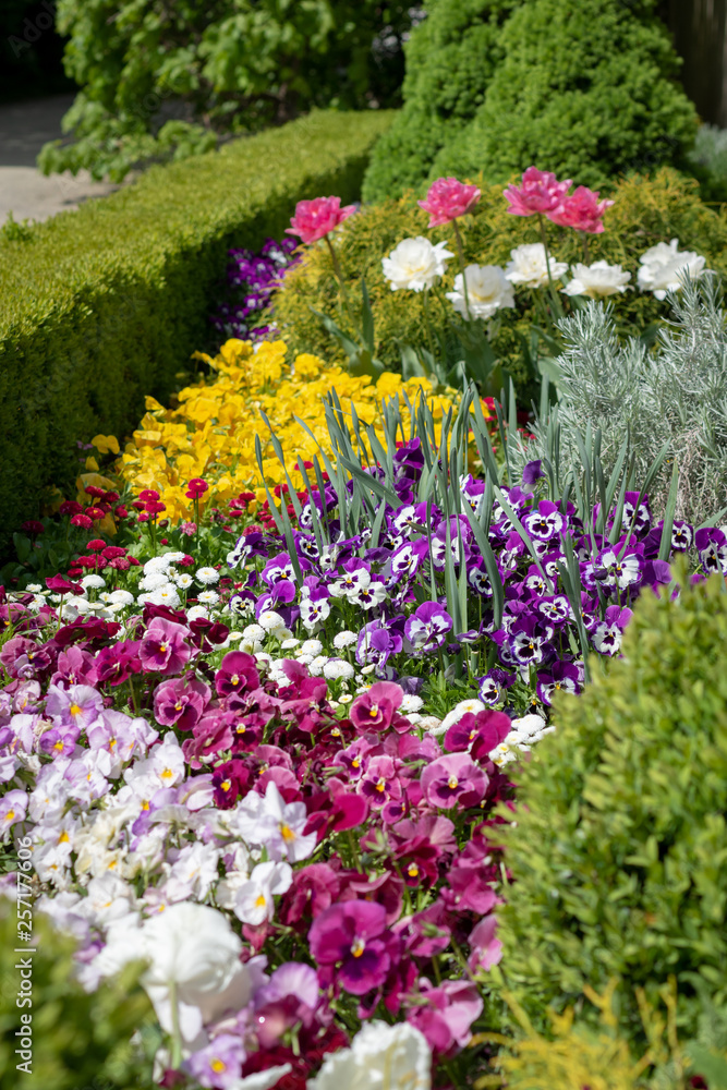 Beautiful ornamental flowerbed with blooming spring flowers - pansies and tulips Beautiful ornamental flowerbed with blooming spring flowers - pansies and tulips