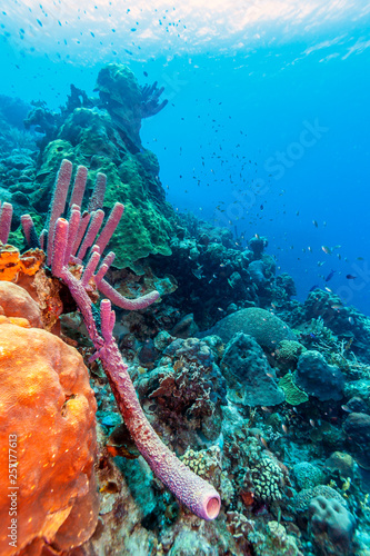 Underwater coral reef with sponges