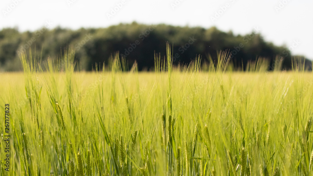 green grass green grass