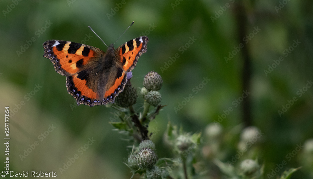 butterfly on a flower butterfly on a flower