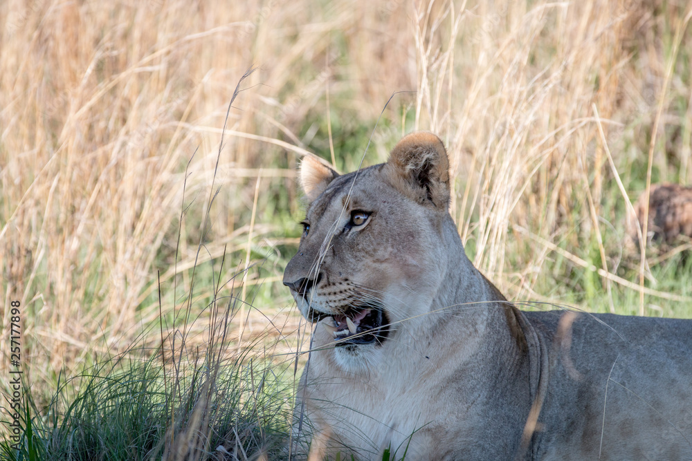 Naklejka premium Side profile of a Lioness in the Welgevonden game reserve, South Africa.