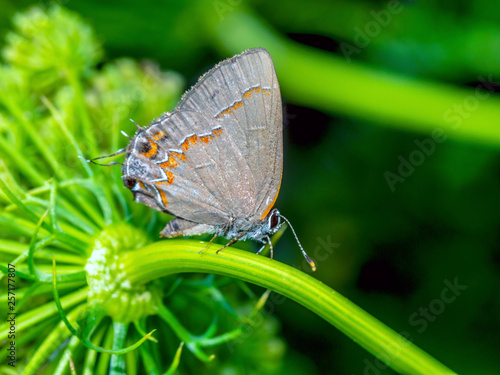 red-banded hairstreak ,Calycopis cecrops