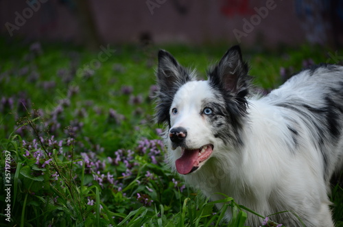 portrait of a dog