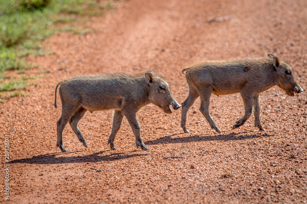 Family of Warthogs with babies. Family of Warthogs with babies.