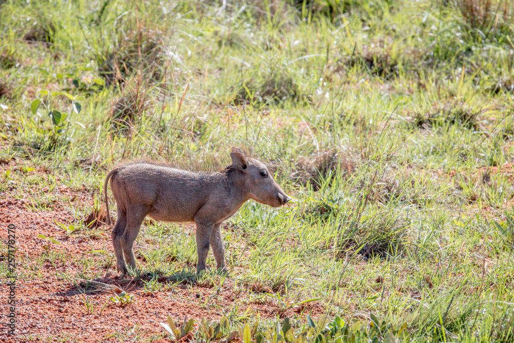 Warthog piglet standing in the grass. Warthog piglet standing in the grass.