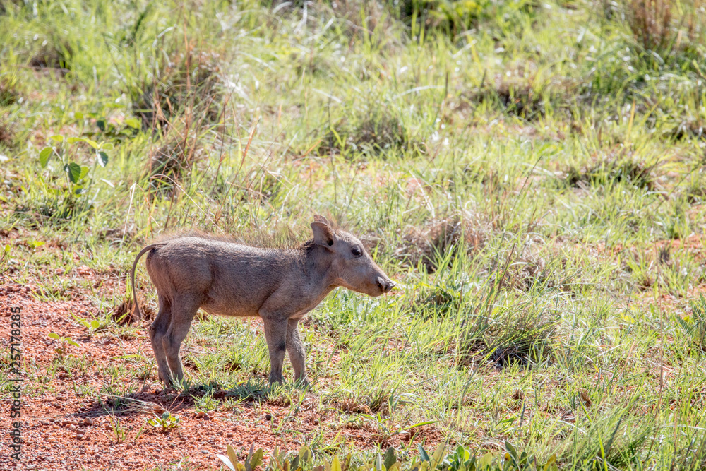 Warthog piglet standing in the grass.