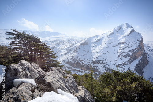 Tannourine ancient cedar forest and Mount Lebanon photo