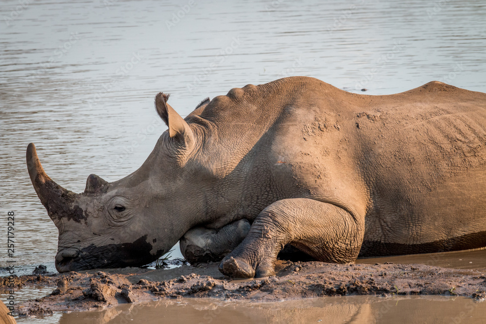 Fototapeta premium White rhino laying in the mud.