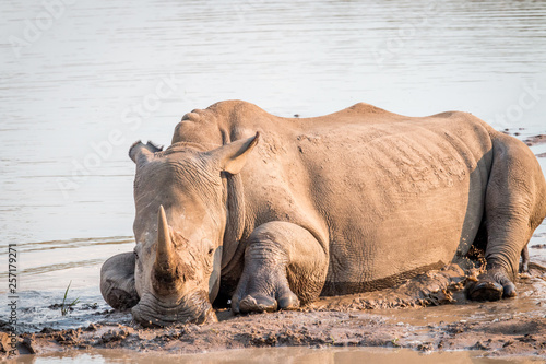 White rhino laying in the mud.
