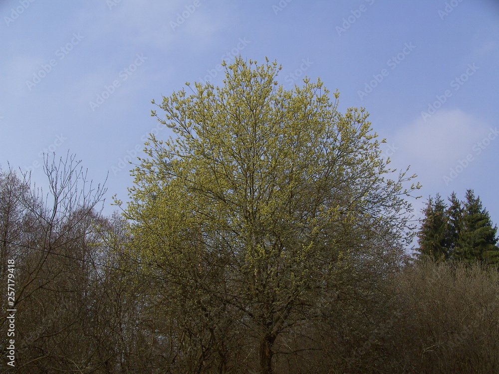 Frühlingswald. Knospe brechen Frühlingswald. Knospe brechen