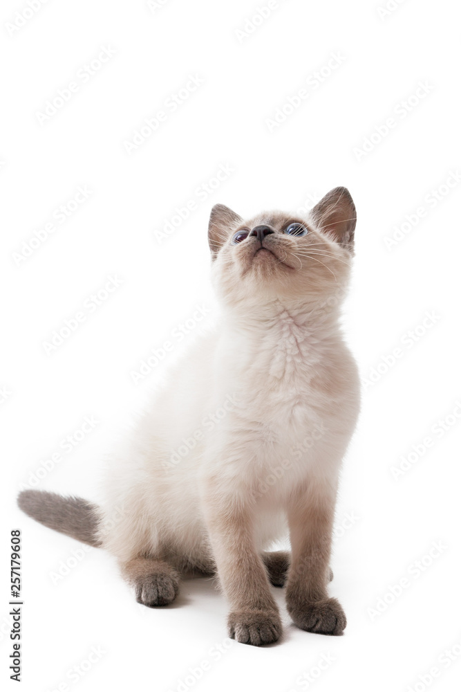 Thai kitten with blue eyes sits and looks up, white background. Thai kitten with blue eyes sits and looks up, white background.
