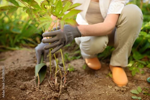 Woman replanting plant in home garden. Hands and plant close up.