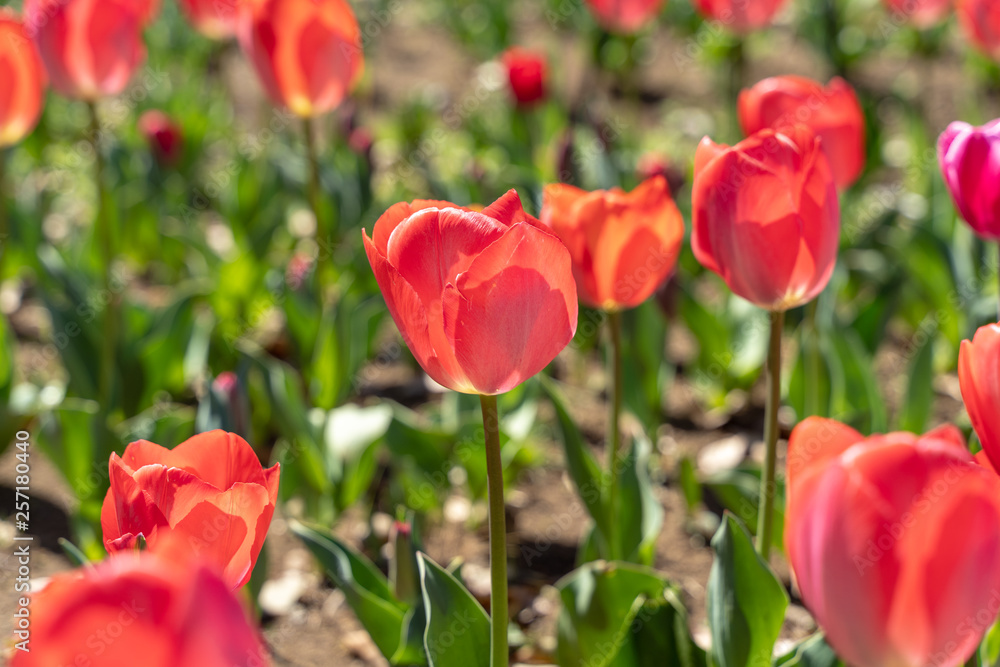 Obraz premium 赤いチューリップ