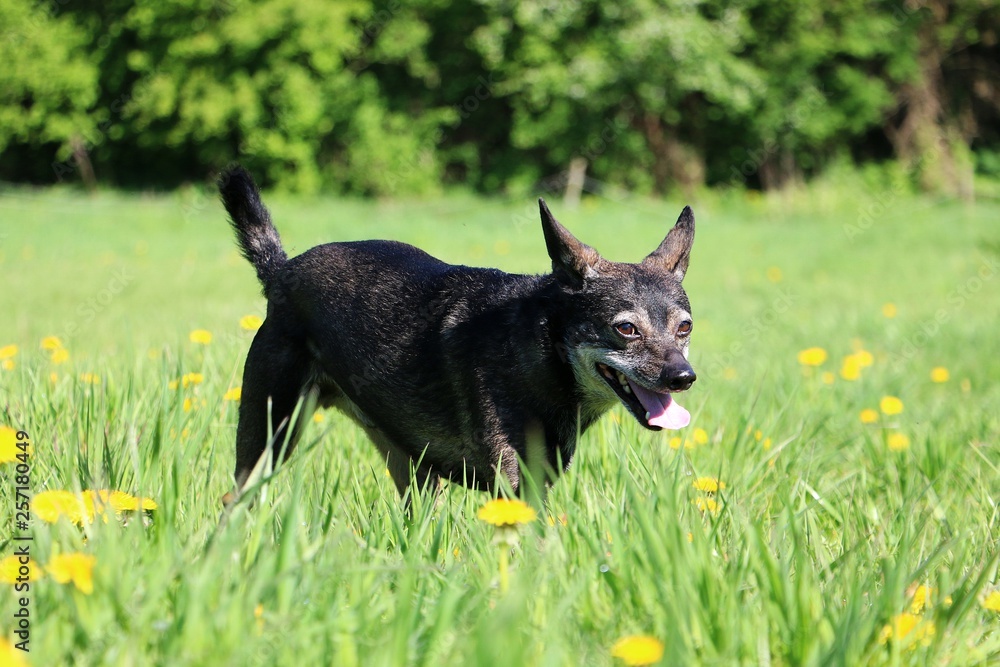 small mixed dog is walking on a field with dandelions in the sunshine