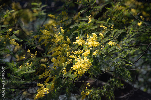 早春の木漏れ日の当たるミモザの黄色い花が美しい景色を魅せる