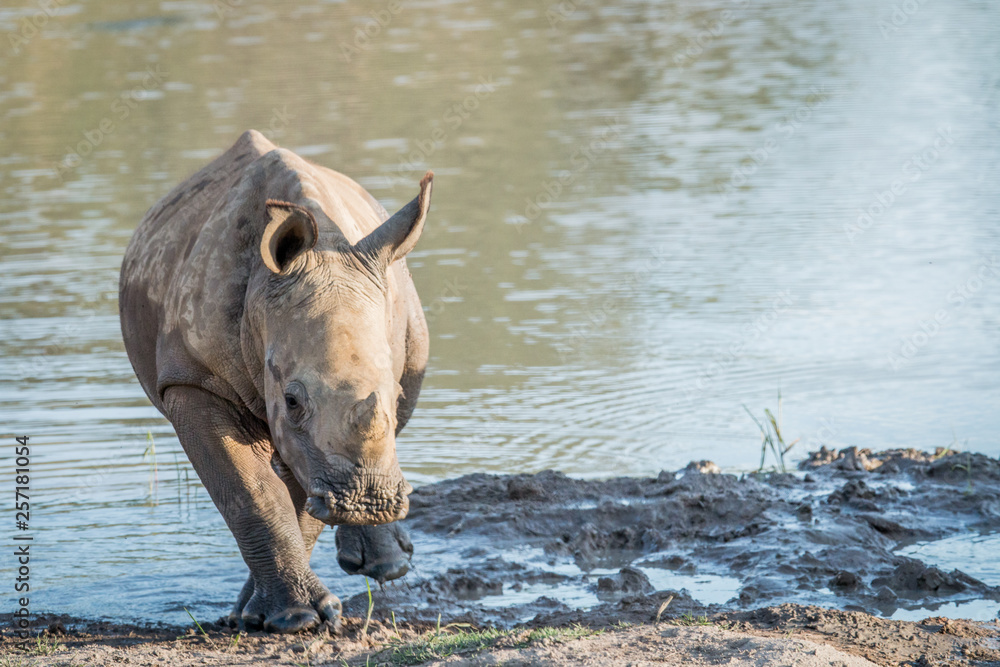 Baby White rhino calf playing in the water. Baby White rhino calf playing in the water.