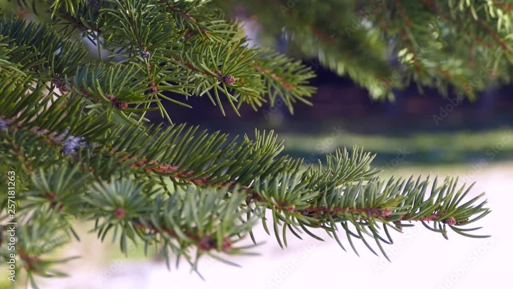 coniferous trees close-up, pine tree coniferous trees close-up, pine tree