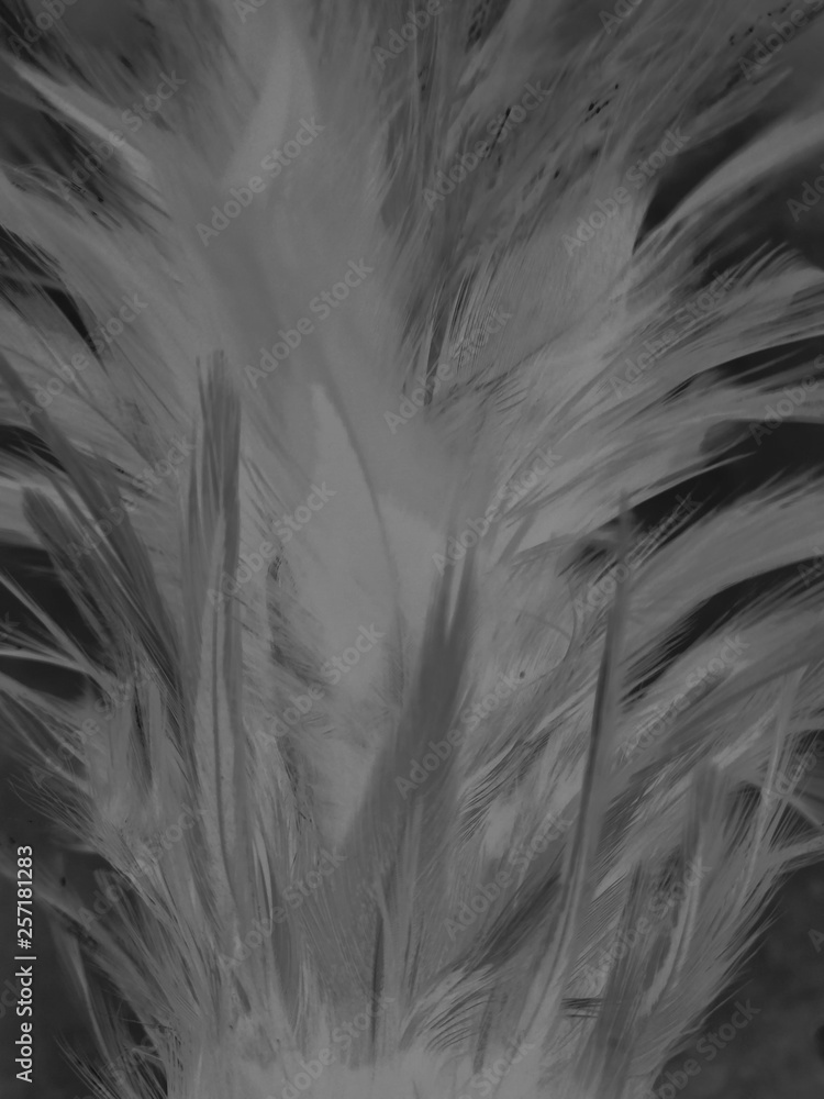 Obraz premium The feathers textures and abstract