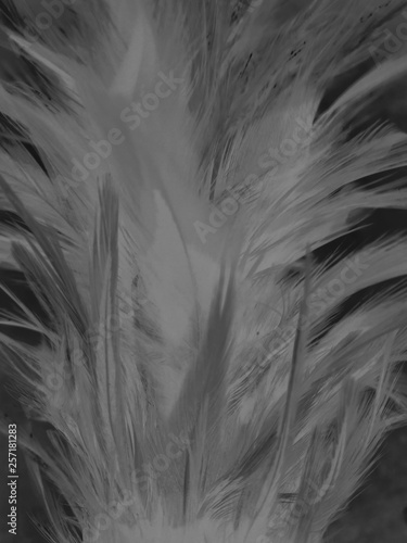 The feathers textures and abstract © Weerayuth