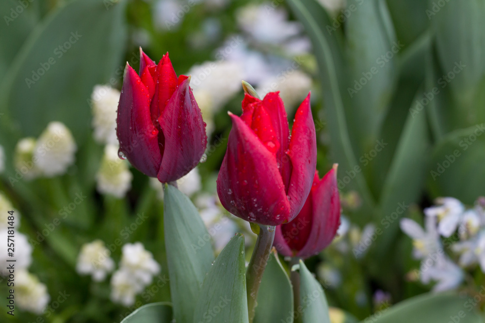 Flowers red tulips flowering on background of flowers yellow tulips in tulips field Flowers red tulips flowering on background of flowers yellow tulips in tulips field