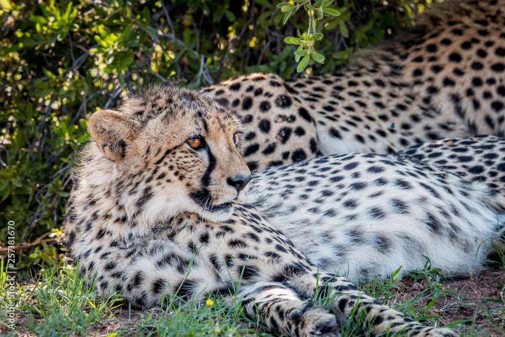 Cheetah laying down and starring. Cheetah laying down and starring.