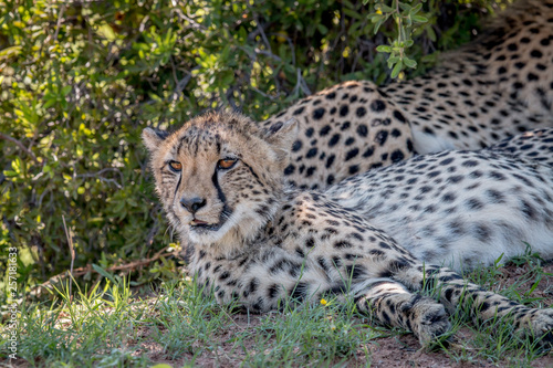Cheetah laying down and starring.