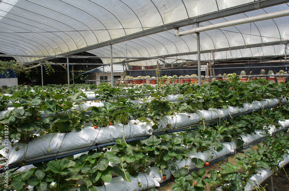 Strawberry fruits in the strawberry farm. Planted uses a multi-storey shelf to save space. Watered by using drops of water from the small polyvinyl pipes. 