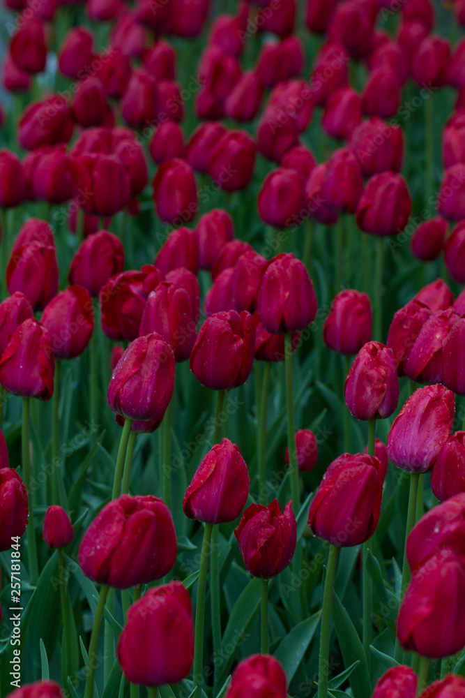 Obraz premium Flowers red tulips flowering on background of flowers yellow tulips in tulips field