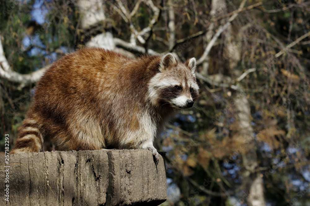 View of full body male common raccoon