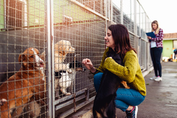 Young woman with worker choosing which dog to adopt from a shelter.